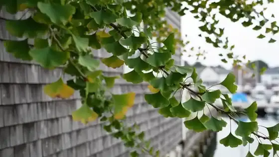 Ginkgo leaves moving in a light breeze beside a weathered grey clapboard wall
