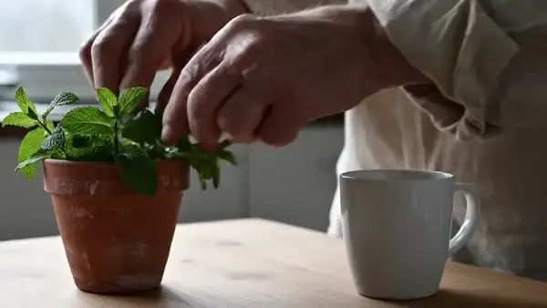 A man's hands rubbing a sprig of fresh spearmint between his fingers beside a white mug on a kitchen table